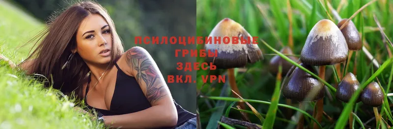 Галлюциногенные грибы MAGIC MUSHROOMS  Бородино 